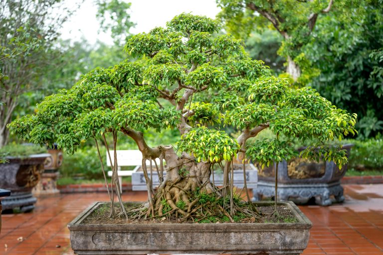 A beautifully shaped bonsai tree displayed in a serene outdoor garden, showcasing lush greenery.