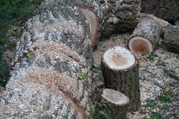 wood, make wood, saw, firewood, nature, tree, felling, crush, tree stump, sawdust, work, log